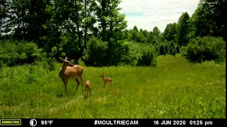 Whitetail Doe with twins