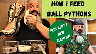 How I Feed Ball Pythons: Prey type, prey sizes, when I feed my snake and how I feed my snake.