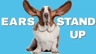 This Sound Compilation Will Make Dogs Ears STAND UP