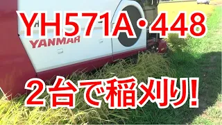 #yh571a　#yh448　#2台　#稲刈り　#ヤンマー　#コンバイン　#農業　#徳島　#看板屋
