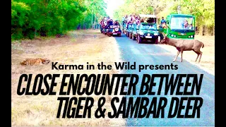 Sambar Deer surprised by Tiger