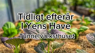 Sæsonforlængelse i Yens Have - tunnelvæksthuset i September