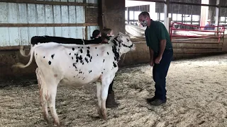 Columbia & Greene 4-H Dairy Showmanship (at home) 2020