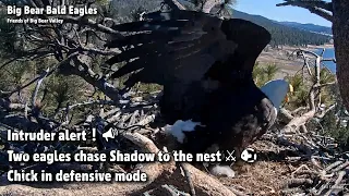 Big Bear🦅Intruder Alert!📣Two Eagles Chase Shadow To The Nest⚔🐠Chick In Defensive Mode🛡2022-03-12