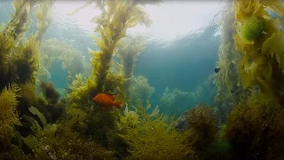 Nate and Sean | Water Breathing Dragon - 4K RED DRAGON Underwater | Shot on RED