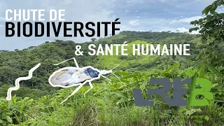 Pourquoi la chute de biodiversité est responsable d'une augmentation du nombre de pandémies ?