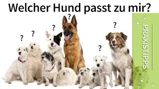 Welcher Hund passt zu mir? ➡️ Welche Hunderasse passt zu mir?