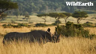 WildEarth -  Monday AM Safari -  1 April 2024