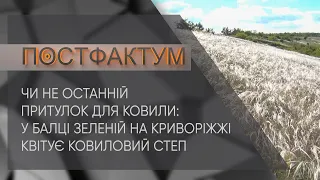 Чи не останній притулок для ковили: у Балці Зеленій на Криворіжжі квітує ковиловий степ