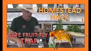 HOMESTEAD HACK - SAFE FRUIT FLY TRAP