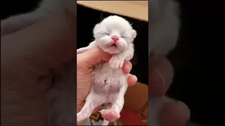 So cute baby Cat 😻 FUNNY ANIMALS ❤️