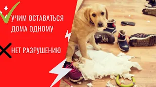 Как  приучить собаку к одиночеству?Как научить ее оставаться дома саму? Страх одиночества