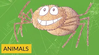 Stories for Kids: Spider, Spider