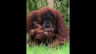 newborn baby chimpanzee