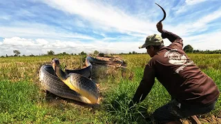 Wow! Brave people catch a big snake while cutting grass for cows near the village