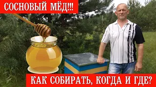 Сосновый мёд!!! Как собирать, когда и где? || Pine honey!!! How to collect when and where?