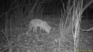 líška obyčajná (Vulpes vulpes) 12.12.2021, Pozdišovce.