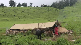 Life of Nepali Mountain Village Shepherds || Peaceful and Relaxing Life || IamSuman