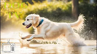 Music for Dogs Who are Alone! 03 Hours Dog TV & Cure Separation Anxiety of Dogs With Relax Music