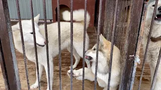 Волэнд Луия выясняет отношения наравне со взрослыми. Новая Оя летит на крайний север домой.