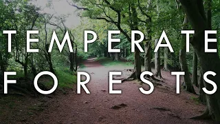 Биом умеренного леса - Биомы №6