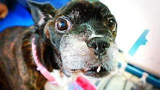 Nunca has visto algo así... su familia le abandonó en una perrera !