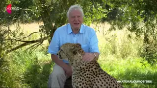 David Attenborough befriends a Cheetah | David Attenborough's Natural Curiosities