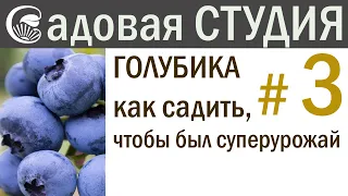 Голубика. Как сажать, чтобы получить суперурожай.