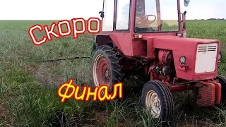 Последняя подкормка чеснока.