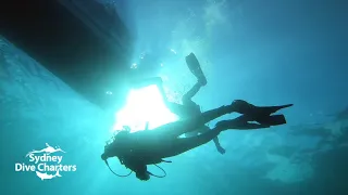 Dive Sydney scuba diving divers safety stop Bluefish Point best dive site