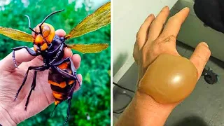 why did I grab this GIANT HORNET..