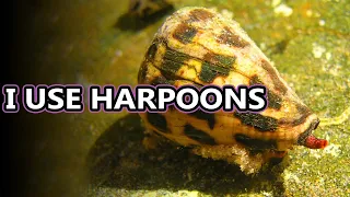 Cone Snail facts: some of the deadliest creatures in the ocean | Animal Fact Files