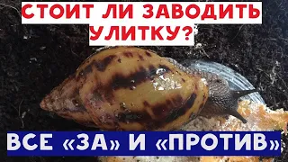 Стоит ли ЗАВОДИТЬ УЛИТКУ? Плюсы и минусы содержания улитки