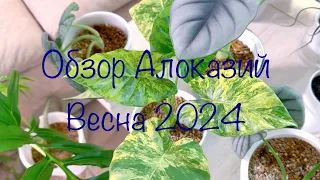 Обзор Алоказий Весна 2024