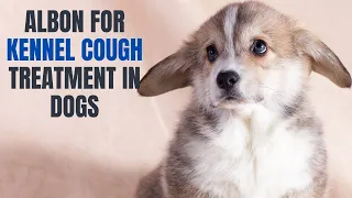 Albon For Kennel Cough Treatment In Dogs | Antibiotic For Dogs