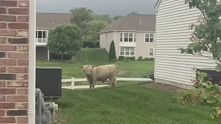 ‘Udder chaos’: Loose bull found wandering Mundelein neighborhood