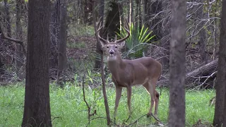 Hunting Trophy Whitetails