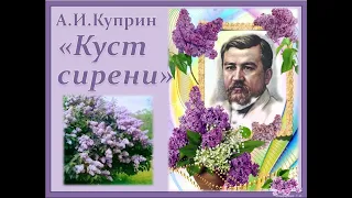 Куст сирени - Александр Куприн (аудиокнига)