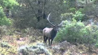 Sounds of Elk in September - Teterhorn