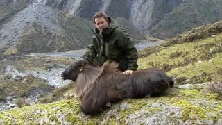 South Westland Tahr Hunting Experience New Zealand