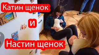 VLOG Щенки заняли нашу кровать