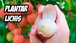 Como PLANTAR LICHIS o LITCHI en el Huerto | La Huerta de Ivan