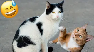 New Funny Animals 2024 😍 Funniest Cats and Dogs Videos 😹🐶Part 122