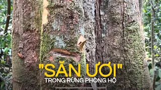 Tận diệt cây ươi trong rừng phòng hộ