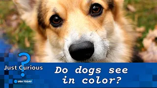 Do dogs see color? Here's how your pet's sight compares to yours. | USA TODAY