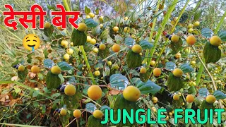 Part 2 | जंगली फल | बेर फल | Forest Fruit | Ber Fruit In Up | Ber Fruit