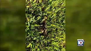 Dozens of ducks killed in North Miami