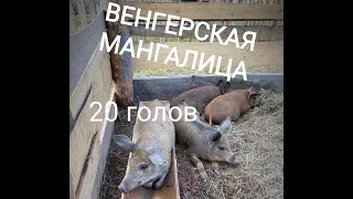 ВЕНГЕРСКАЯ МАНГАЛИЦА