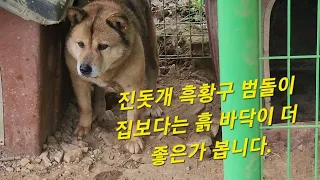 진돗개 흑황구 범돌이 집보다 흙바닥이 더 좋은가 봅니다.