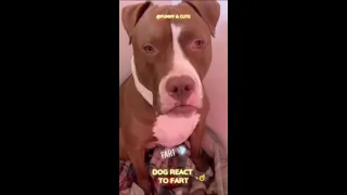 FUNNY!!! Try Not To Laugh | Dog React To Fart🤣 #Shorts